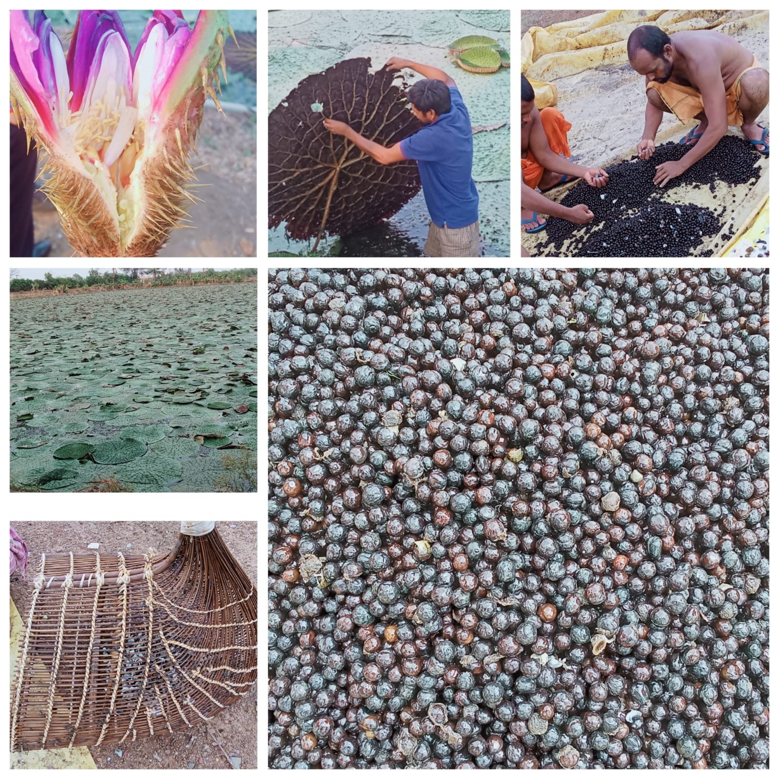 Chhattisgarh | छत्तीसगढ़ में मखाना उत्पादन को प्रोत्साहन