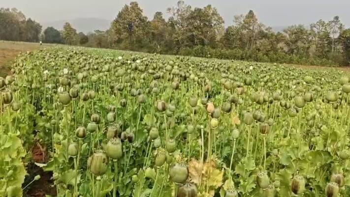 Chhattisgarh | रायगढ़ में अफीम की खेती पकड़ी गई