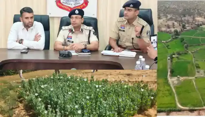 Chhattisgarh | 72 घंटे के भीतर रायगढ़ जिला प्रशासन की अफीम की खेती पर ताबड़तोड़ कार्रवाई 