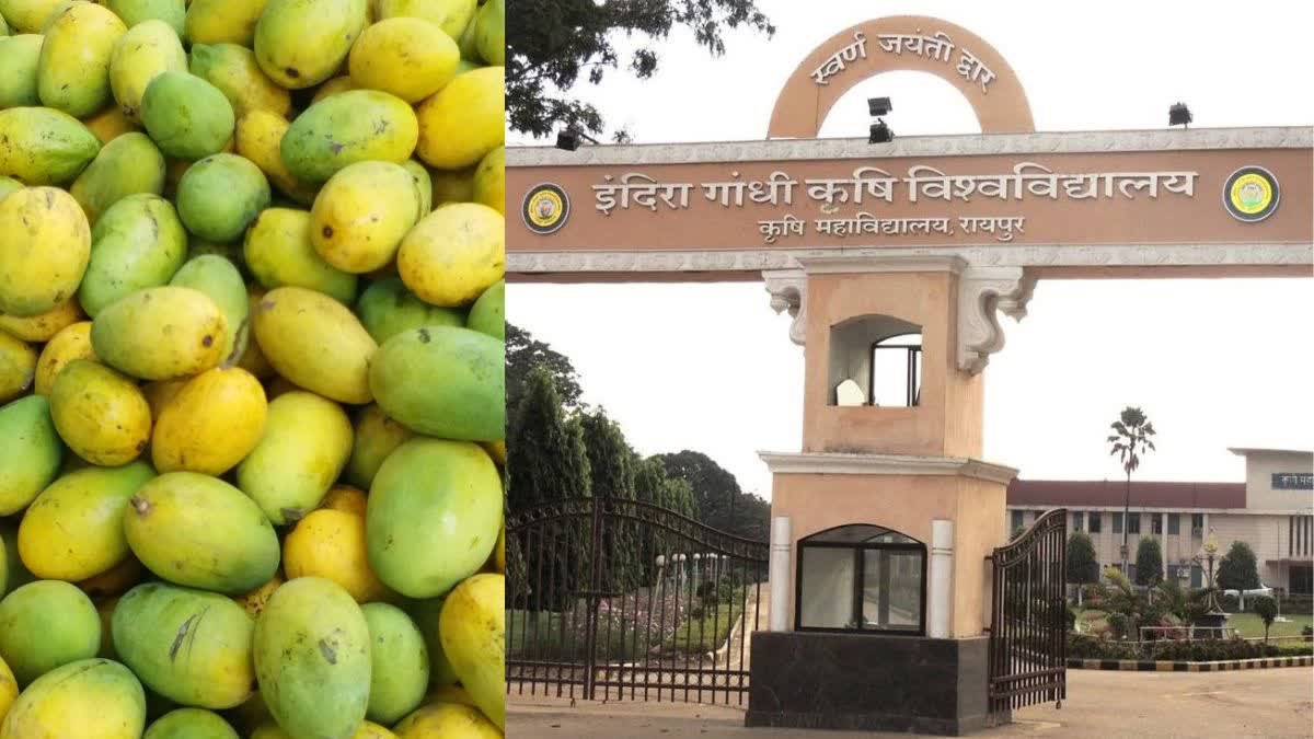 Chhattisgarh | कृषि विश्वविद्यालय में अगले तीन दिनों तक बिखरी रहेगी आमों की बहार