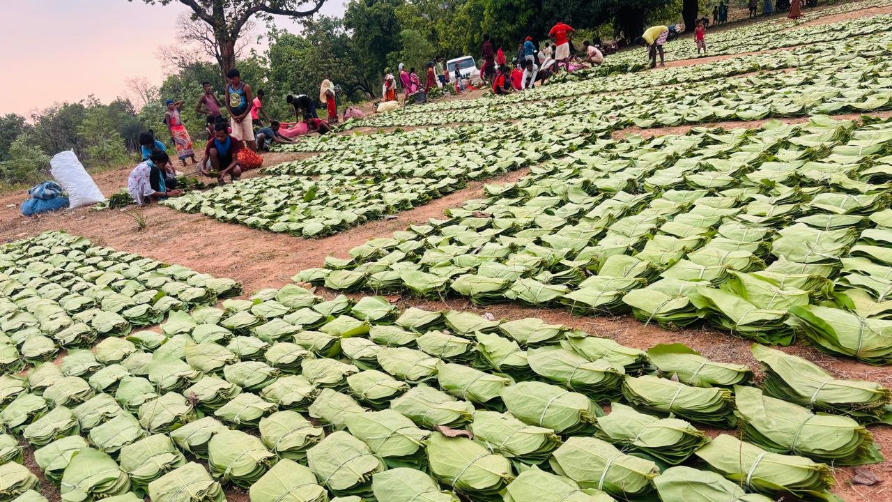 Chhattisgarh | गीदम समिति ने रचा इतिहास, 38 वर्षों में सबसे अधिक कीमत पर बिका तेंदूपत्ता