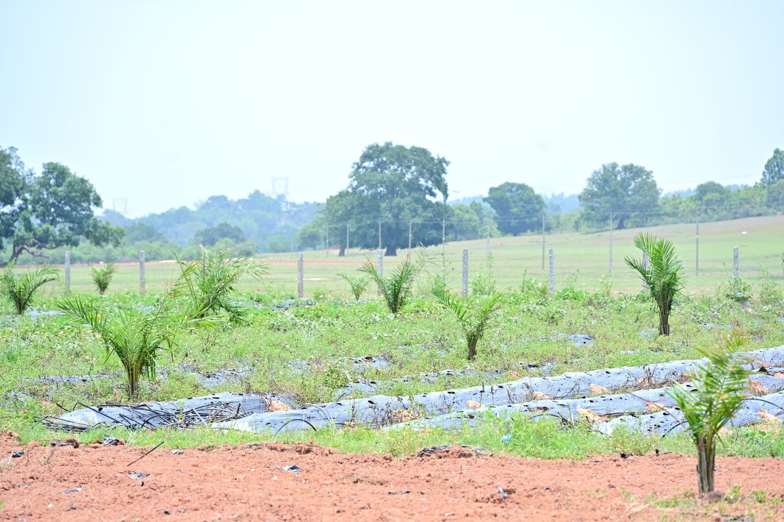 Chhattisgarh | संरक्षित खेती और उद्यानिकी से जशपुर के किसान अनारथ साय ने लिखी आत्मनिर्भरता की नई कहानी